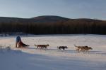 Sports-Dogsled 75-22-00311
