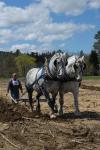 Billings Farm-Plowing Match 65-03-00056