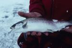 Sports-Icefishing 75-32-00199