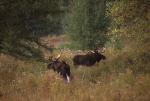 Deer & Moose 30-21-00300