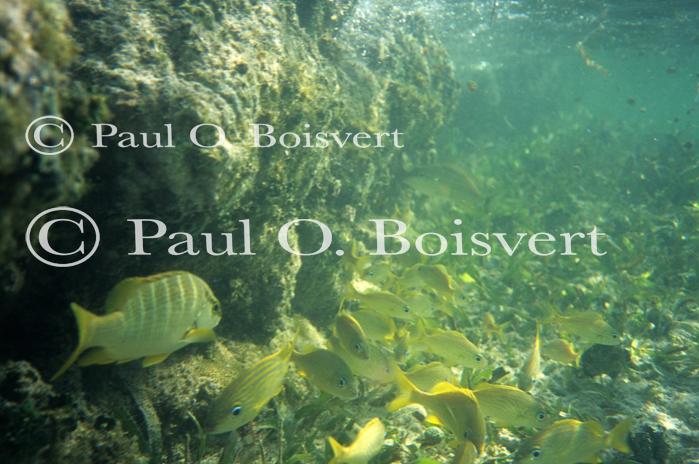 Cayman Island 90-17-00085