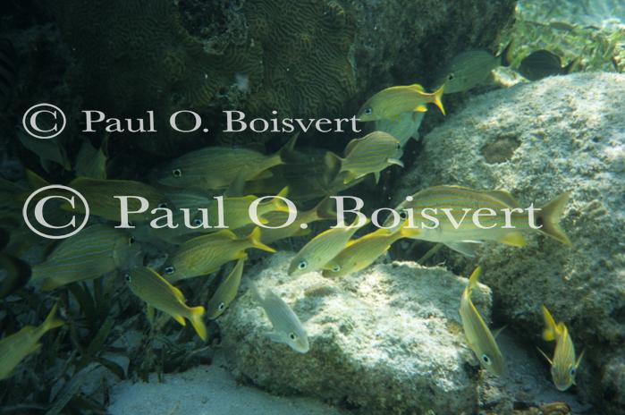 Cayman Island 90-17-00152