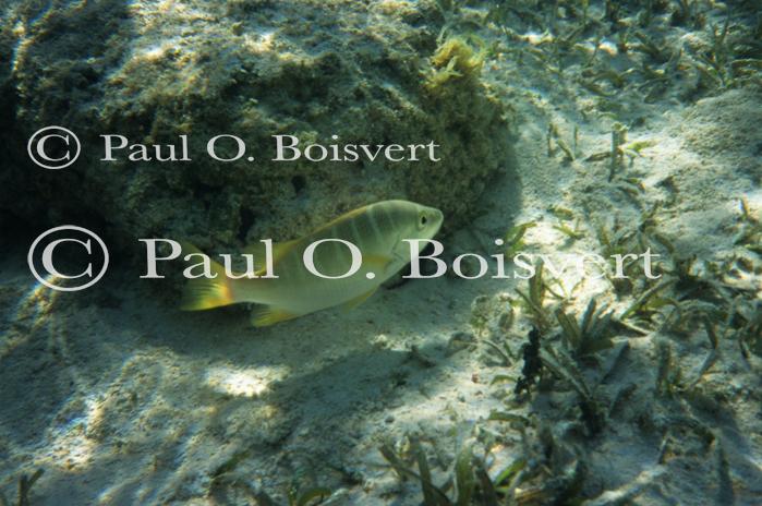 Cayman Island 90-17-00166