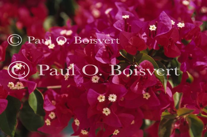 Cayman Island 90-17-00747