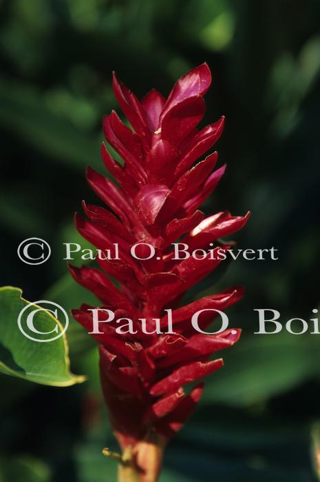 Cayman Island 90-17-00837