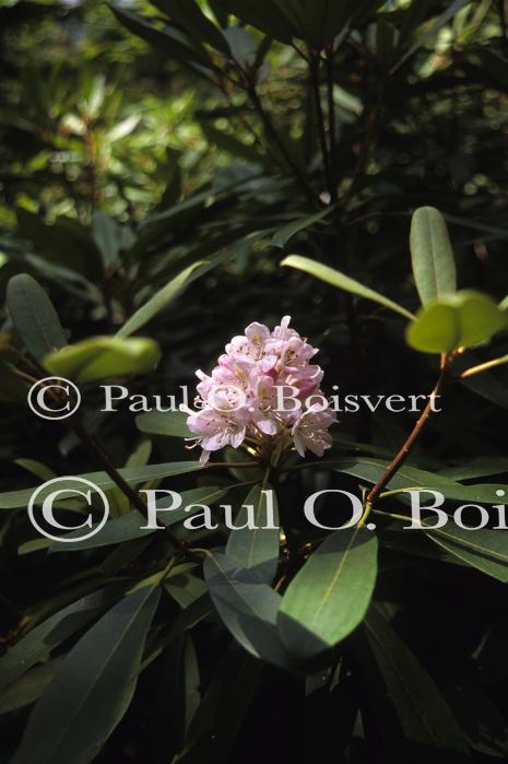 Monadnock 90-20-00003