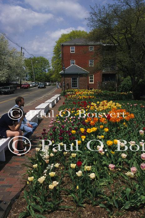 Strawberry Banke 90-20-00504