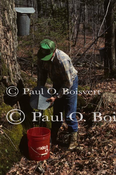 Maple Sugaring 30-20-01766