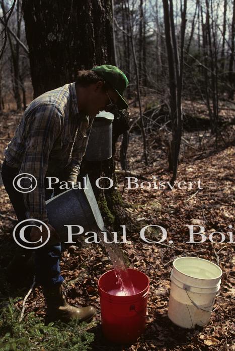 Maple Sugaring 30-20-01771
