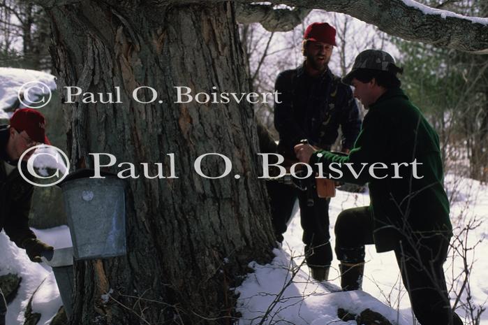 Maple Sugaring 30-20-03437