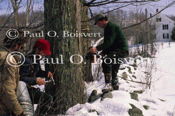 Maple Sugaring 30-20-03440