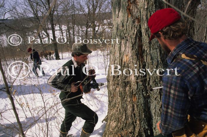 Maple Sugaring 30-20-03465