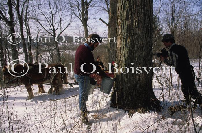Maple Sugaring 30-20-03503