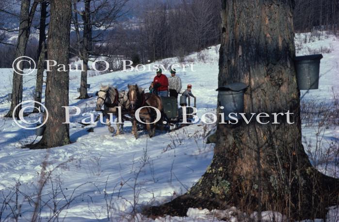 Maple Sugaring 30-20-03518