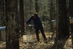 Maple Sugaring 30-20-06753