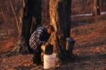 Maple Sugaring 30-20-10150