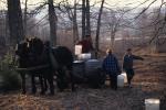 Maple Sugaring 30-20-10163