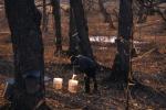 Maple Sugaring 30-20-10185