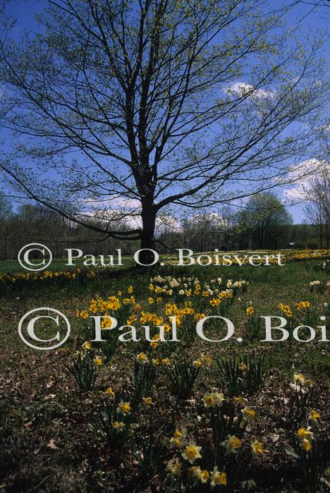 Scenery-Spring 70-10-02450