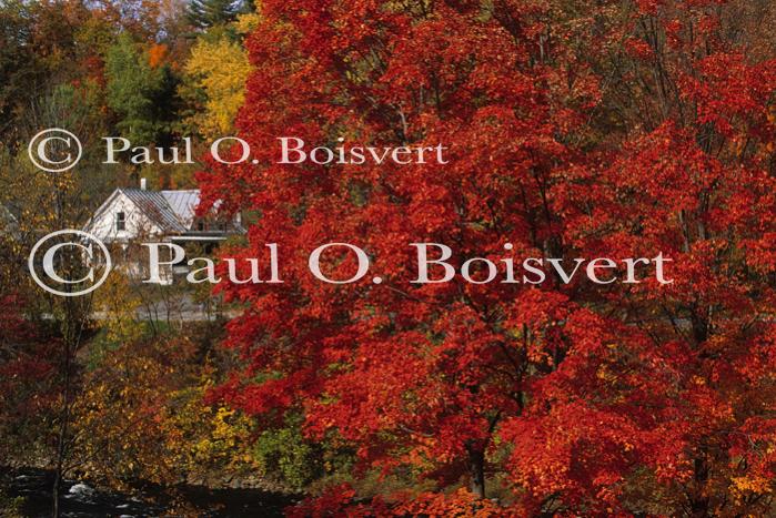 Scenery-Fall 70-05-04447