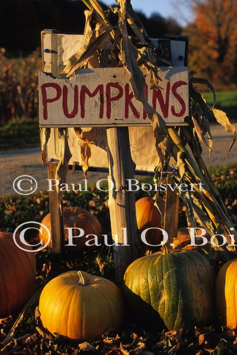 Scenery-Fall 70-05-05162