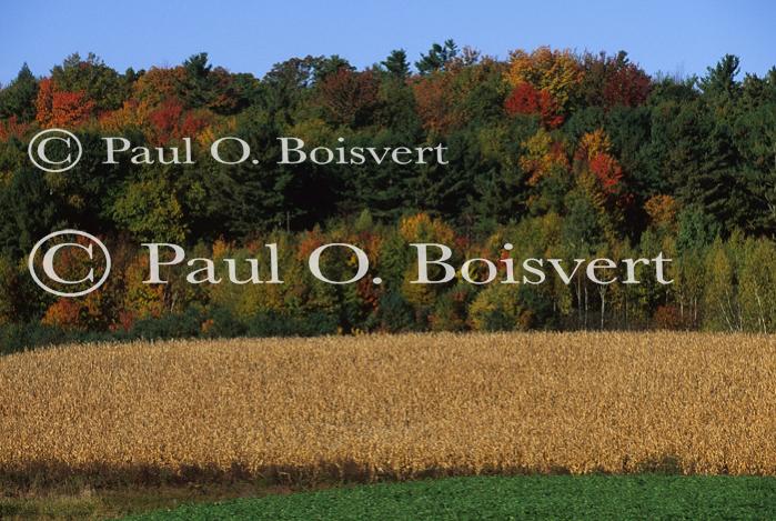 Scenery-Fall 70-05-07633