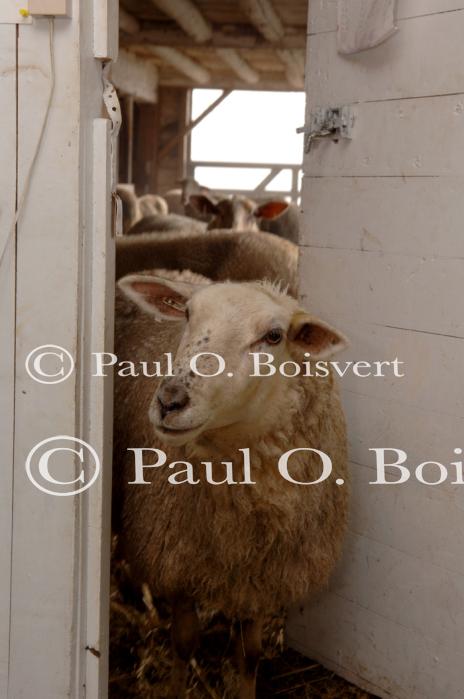 Cheese-Making 30-08-00963