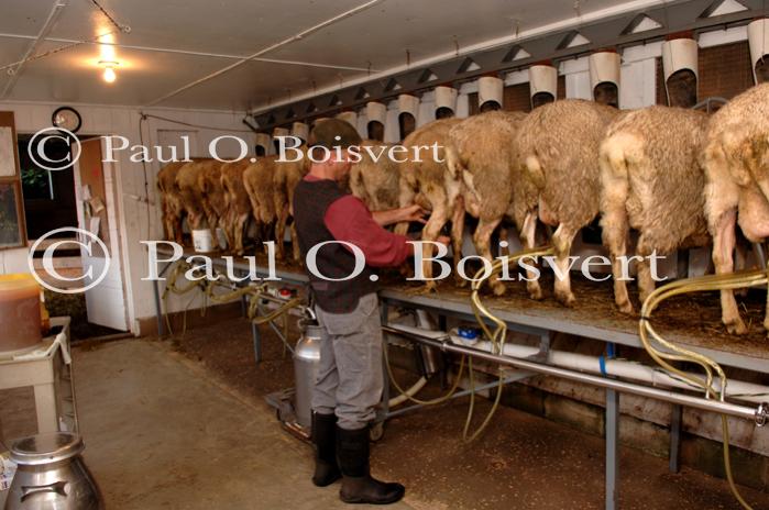 Cheese-Making 30-08-00964