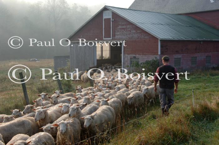 Cheese-Making 30-08-00972