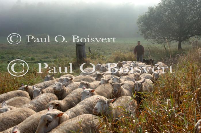 Cheese-Making 30-08-009673