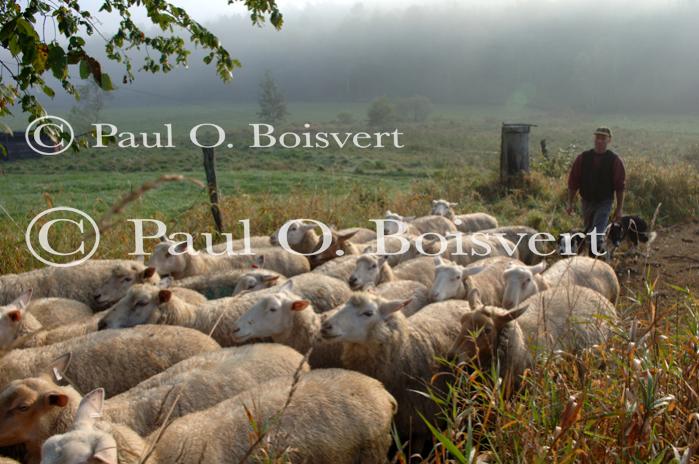 Cheese-Making 30-08-00974