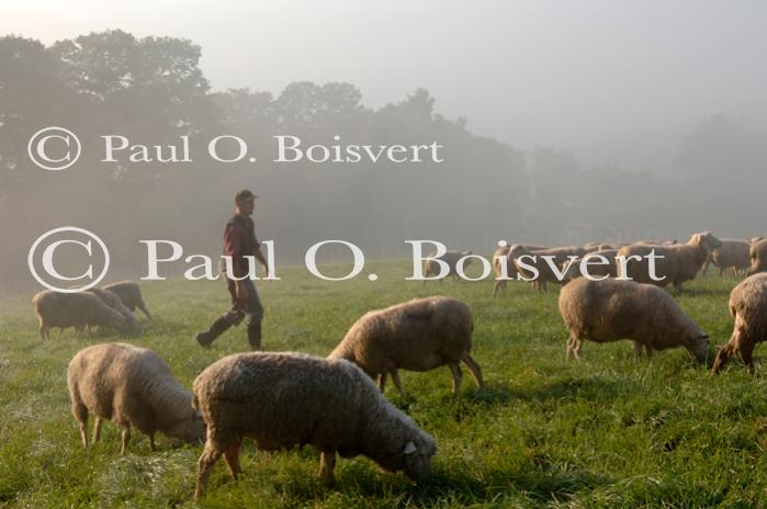 Cheese-Making 30-08-00982