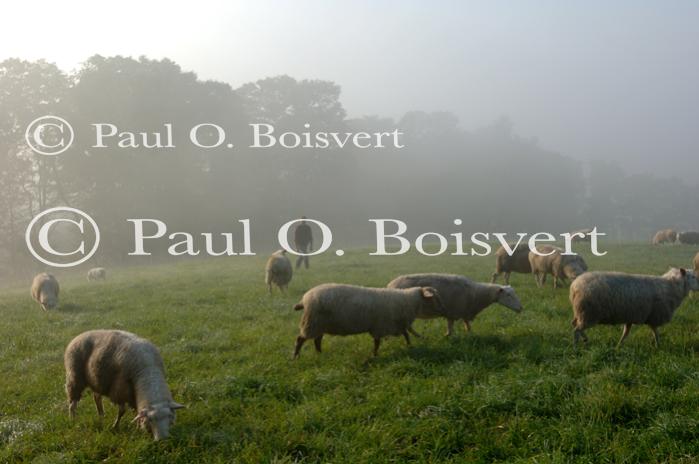 Cheese-Making 30-08-00984