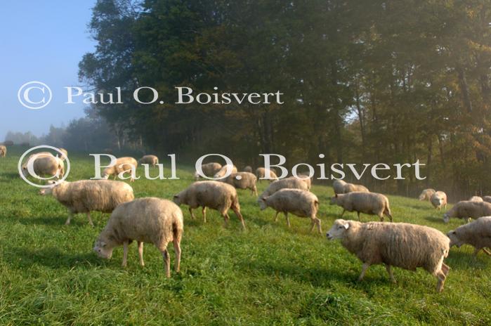 Cheese-Making 30-08-01018