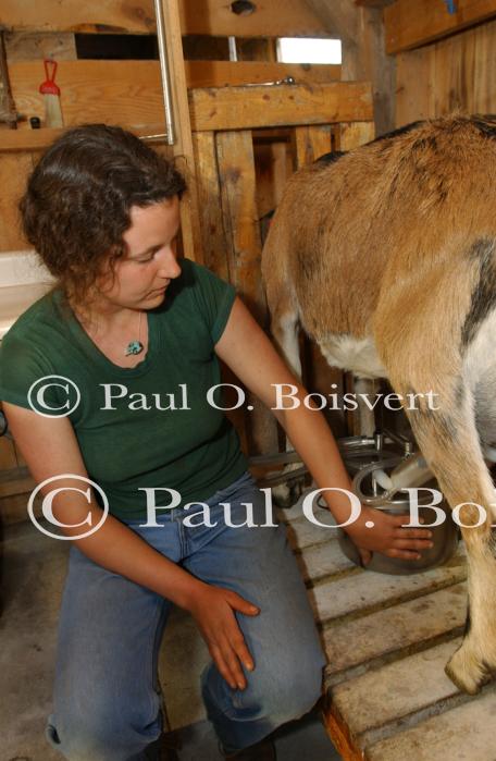Cheese Making 30-08-01036