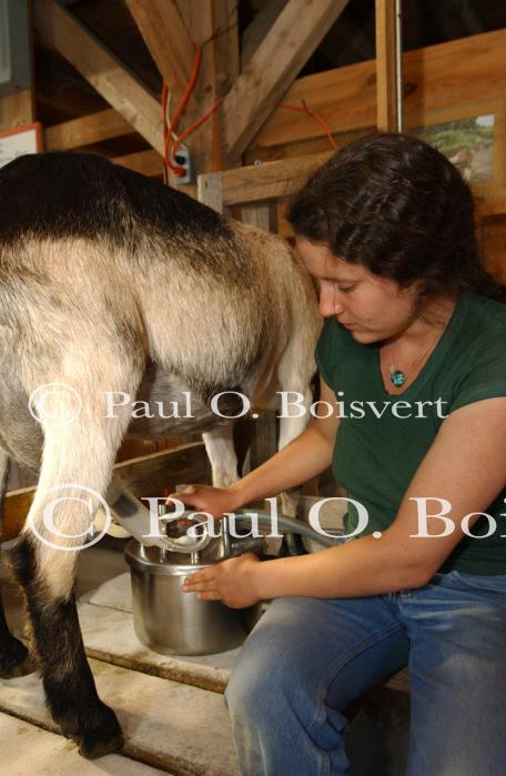 Cheese Making 30-08-01037