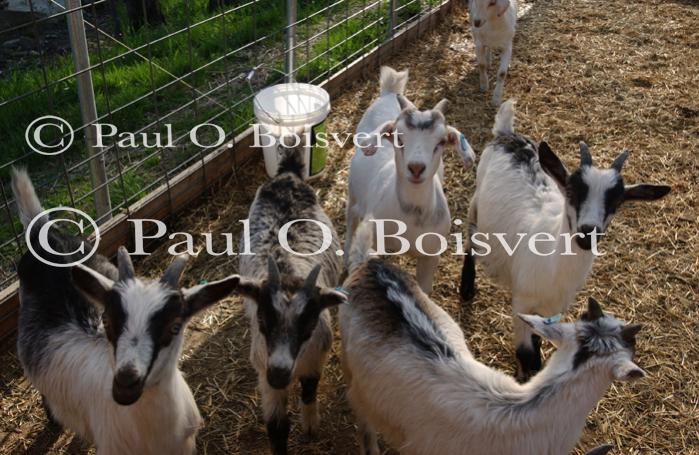 Cheese Making 30-08-01042