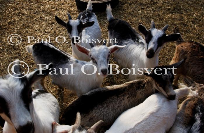 Cheese Making 30-08-01043