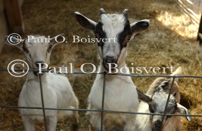 Cheese Making 30-08-01045