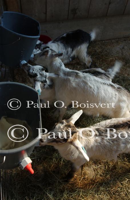 Cheese Making 30-08-01046