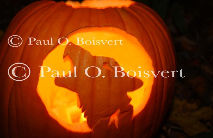 Holiday-Halloween 50-15-00190