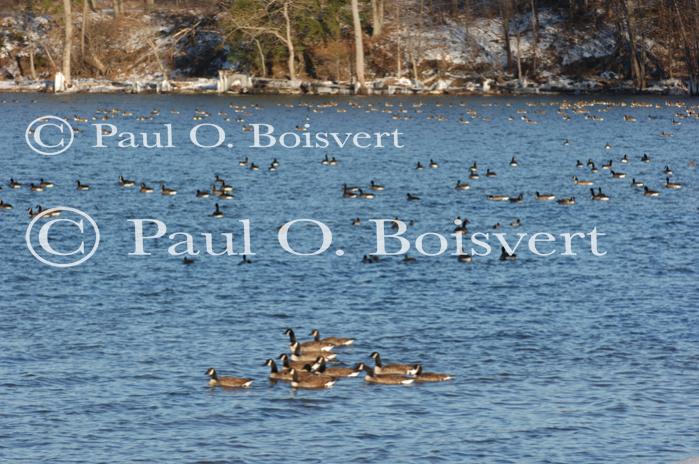 Farm-Animals 30-16-00661