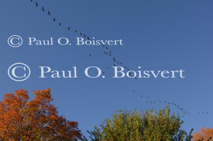 Farm-Animals 30-16-00663