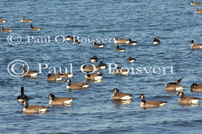 Farm-Animals 30-16-00666