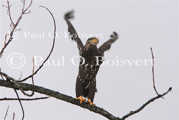 Farm-Animals 30-16-00670