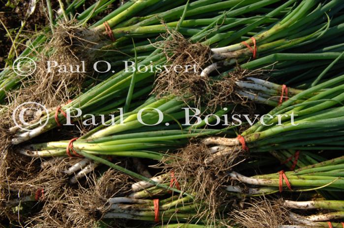 Farm-Garden 30-15-00773