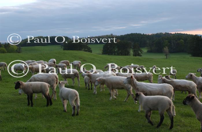 Farm-Shelburne Farms 30-25-02055