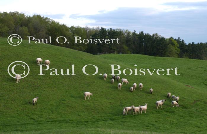 Farm-Shelburne Farms 30-25-02056