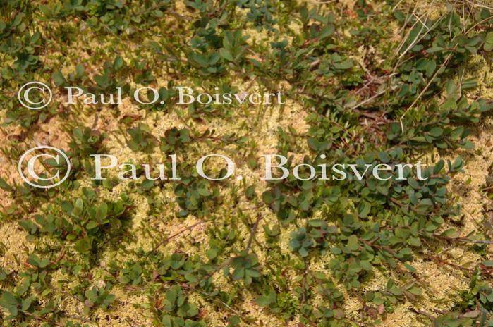 Scenery-Nature 70-08-01182