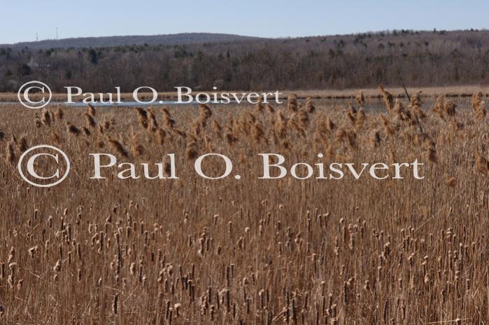 Scenery-Spring 70-10-05114